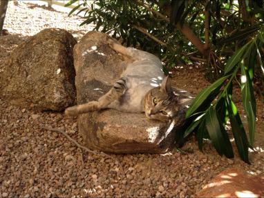EdieTraill's tweet photo. @sherilynch Thank God it's #Caturday! #TGIC http://t.co/muMO5XG3cp