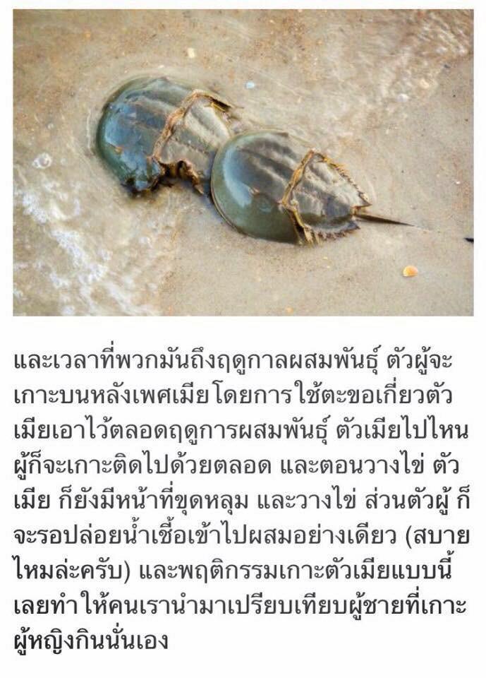 Playgirlzza's tweet photo. ที่มาของคำด่าผู้ชายว่า"อีแมงดา"
เจอมาในคอมเม้นกระทู้หนึ่ง
#สาระ #กูจะไม่ยอมเห็นรูปนี้คนเ���ียว http://t.co/3gpai3YRuZ