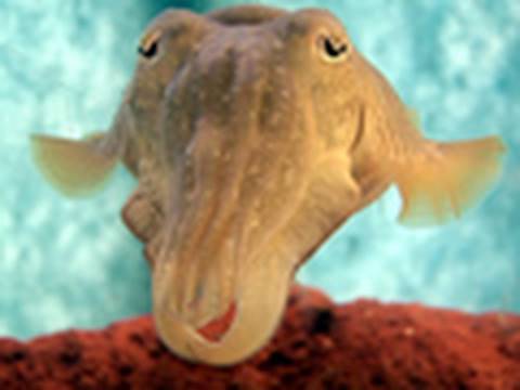 skydancer_yoko's tweet photo. Cuttlefish: Chameleons of the Sea http://t.co/1ejNA6S1vA #YOBSN #Social Network http://t.co/3FwkUujG04