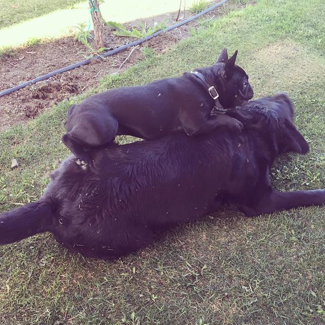 dillonthadude's tweet photo. Time to PLAY! #bigdillystyle #barkbox #petsofinstagram #frenchielove http://t.co/FlYxJP1sCF http://t.co/hUCSAwJ05L