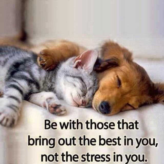 KENT SPEAKMAN on Twitter: "#Speakism Happy Saturday! #motivation #quote #dog  #cat #bestofig #bestoftheday http://t.co/svaNhTlblD http://t.co/U2fxWqN6VS"  / Twitter