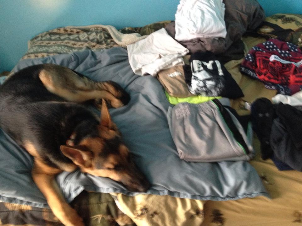 Babesbikesbeer's tweet image. A best bud helping with laundry #ZZzzx