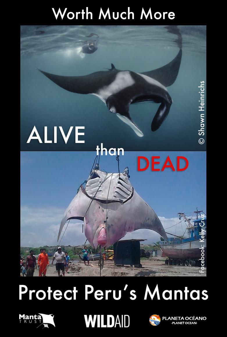 shawnheinrichs's tweet photo. Manta Rays are facing serious threats in Peru - time for Peru to protect them! @WildAid @PlanetaOceano @MantaTrust http://t.co/M2eE0WoV8y