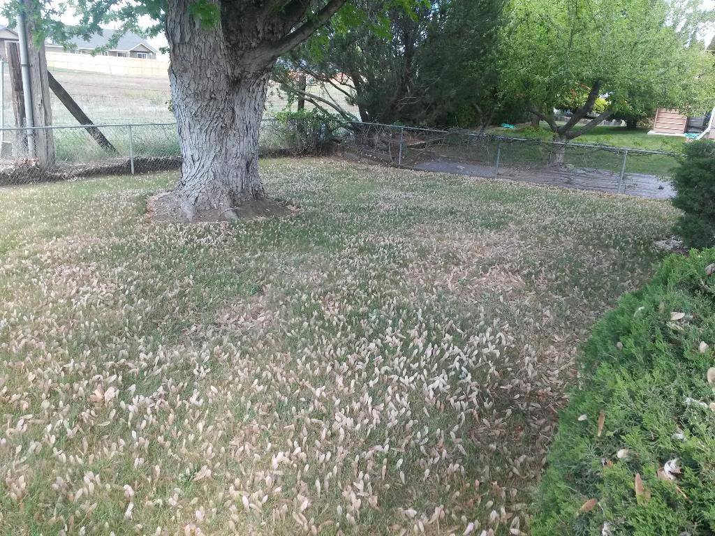 SEANerDotNET's tweet image. Yeesh! Overkill! #timetomow #mapletreeseeds #propellerseeds #whirlybirds #helicopterseeds