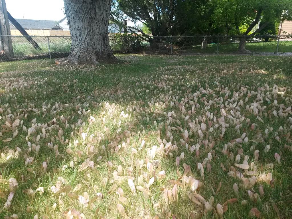 SEANerDotNET's tweet image. Yeesh! Overkill! #timetomow #mapletreeseeds #propellerseeds #whirlybirds #helicopterseeds