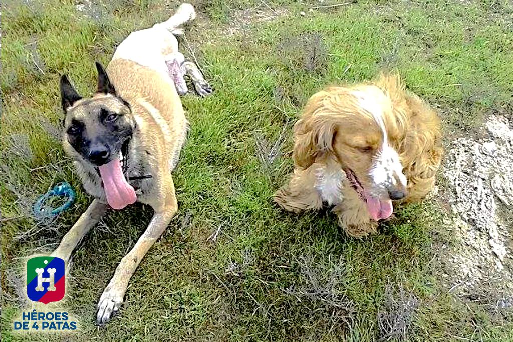 Héroes de 4 Patas tweet media