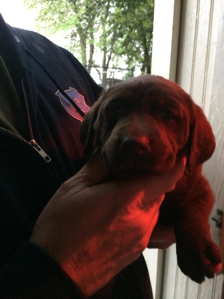 platchett's tweet image. Angus puppies!