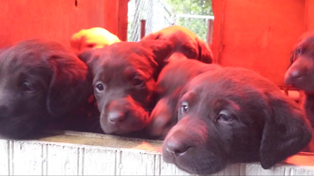 platchett's tweet image. Angus puppies!