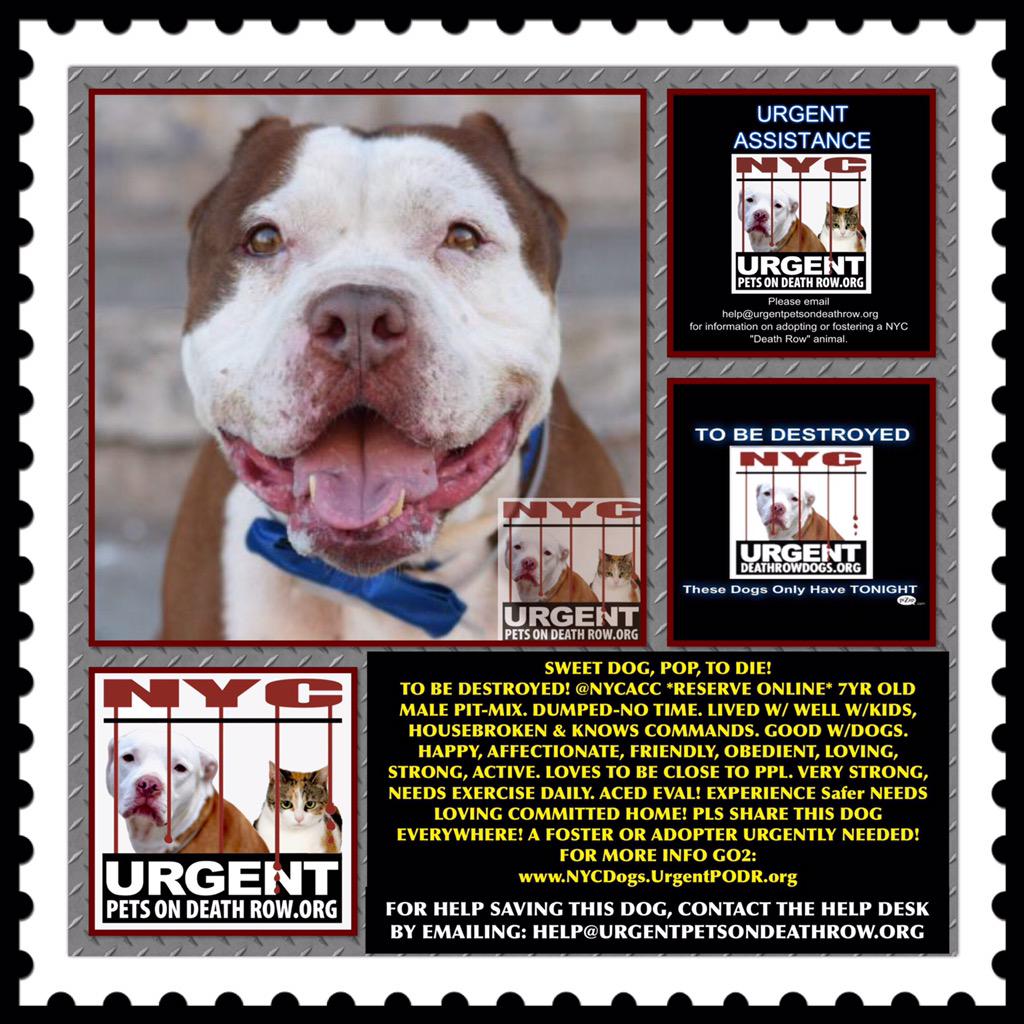 katharineknott's tweet photo. SOS #SavePOP SWEET #Dog 2Die 4/26 #NYCACC #Adopt Online or #Foster 4 #Rescue @UrgentPart2
http://t.co/sScReRn4zG http://t.co/2kRY4ZZHfX