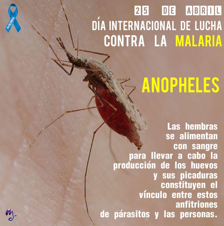 fumigacion's tweet photo. #DíaInternacionalDeLaMalaria enfermedad parasitaria transmitida al humano x la picadura de mosquitos, tipo #anopheles http://t.co/4duh3Y57vh