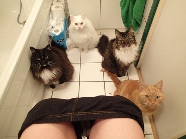 When your cats fail to understand personal space.