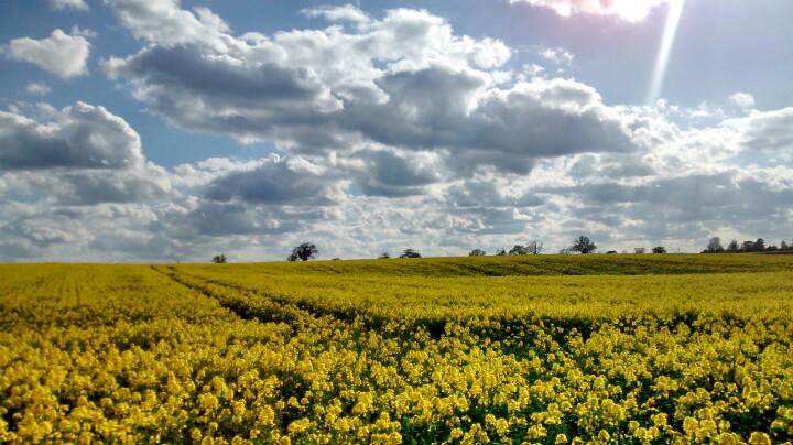RIBenjamin's tweet photo. Love living in #Norfolk for the #bigskies and arable! #Mundham http://t.co/0Fy0cuD2Ov