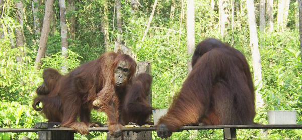 Lihat cara perubahan hidup dan perilaku Orangutan di rimba Kalimantan dlm #OrangutanJourney eps. Akmad pkl 20.00 WIB