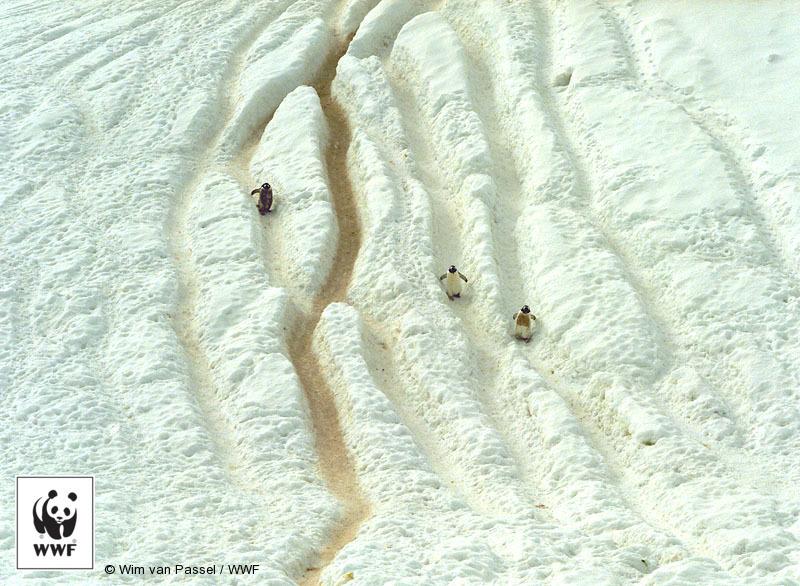 WWF's tweet photo. -2°C is the key for our planet… Including penguins. RT http://t.co/jXr0luUMLq &amp; join World #PenguinDay. http://t.co/G47g5hgseO
