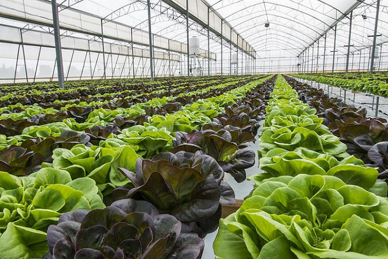 Agricultura_mex tweet picture