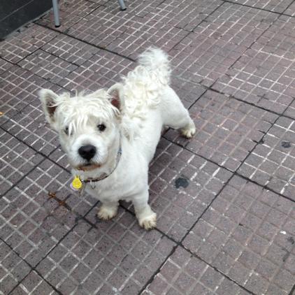OscarBece's tweet photo. #folladordelahostia es este perro intentando responder las preguntas de @Goyojimenez http://t.co/dqBwWmickj