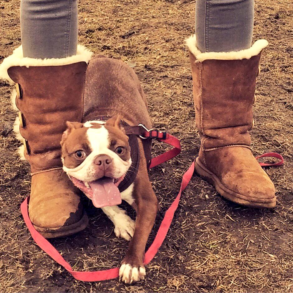 fightMHstigma's tweet photo. “@KTCard: Blending in #bostonpup http://t.co/QaReHYZKDY” #dogsandhealth