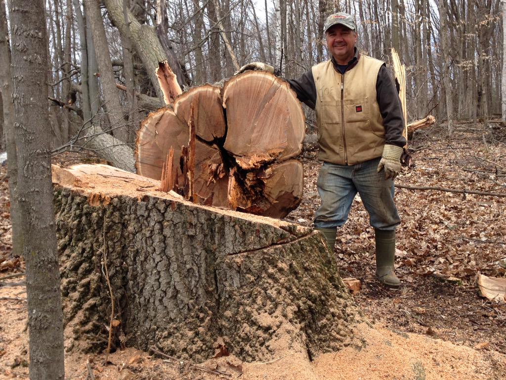 AuthorLMurphy's tweet photo. Took us over an hour to get this big guy down #preparingforwinter #bushwork #springtimefun http://t.co/Swt8ITYX8I