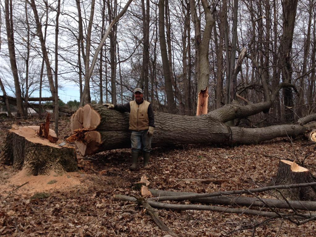 AuthorLMurphy's tweet photo. Took us over an hour to get this big guy down #preparingforwinter #bushwork #springtimefun http://t.co/Swt8ITYX8I
