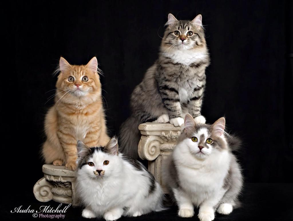 mystic melody siberians