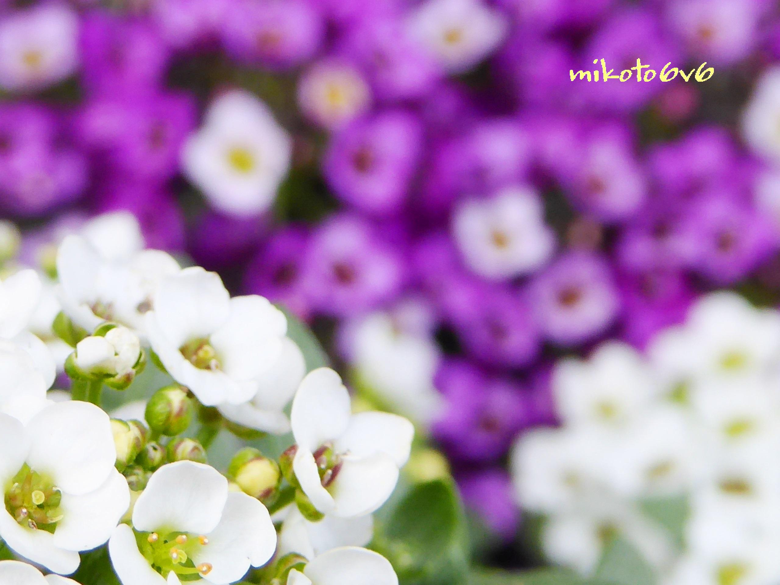 庭なずな Twitter Search Twitter