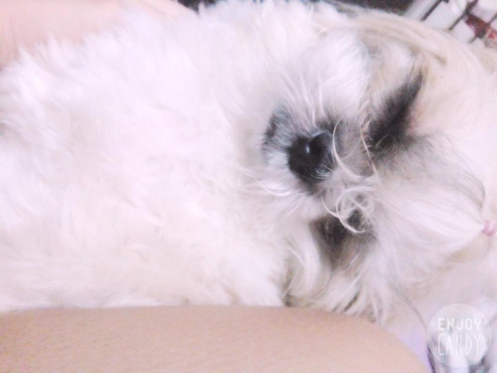 Ashleyvanderlee's tweet photo. My cousins dog fell asleep ♥ Spice ♥ http://t.co/68bEfB22A3