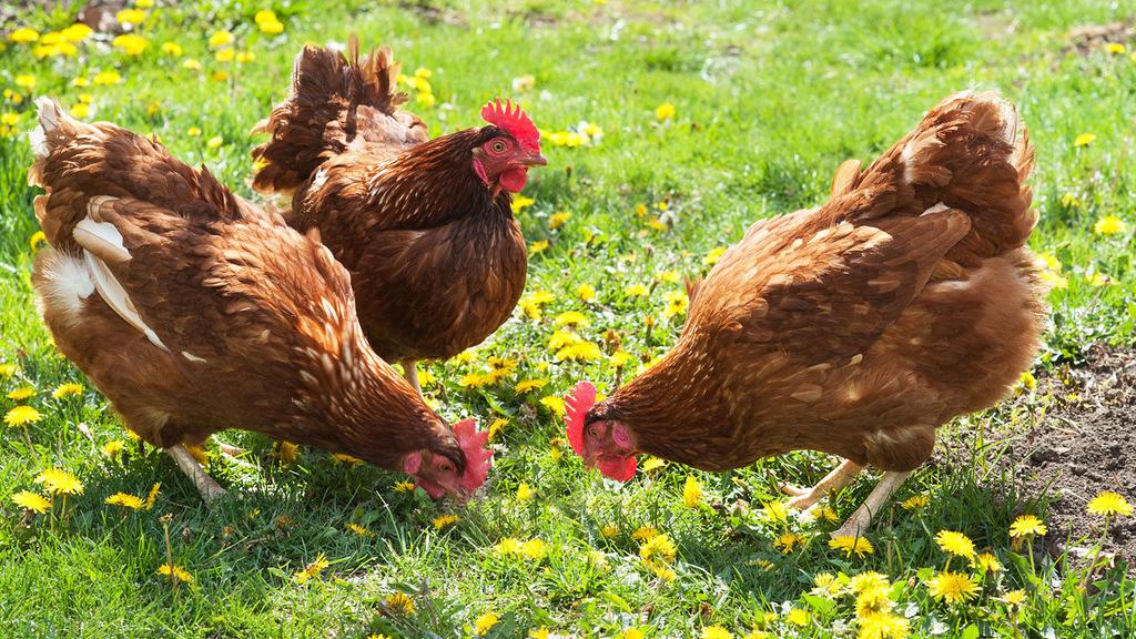 Sheugs's tweet photo. #1743Problem
#QuarterDayChallenge
#NoDirectDeposit
More Chickens?!
#Outlander
@Outlander_Starz http://t.co/xjirk4IFIy