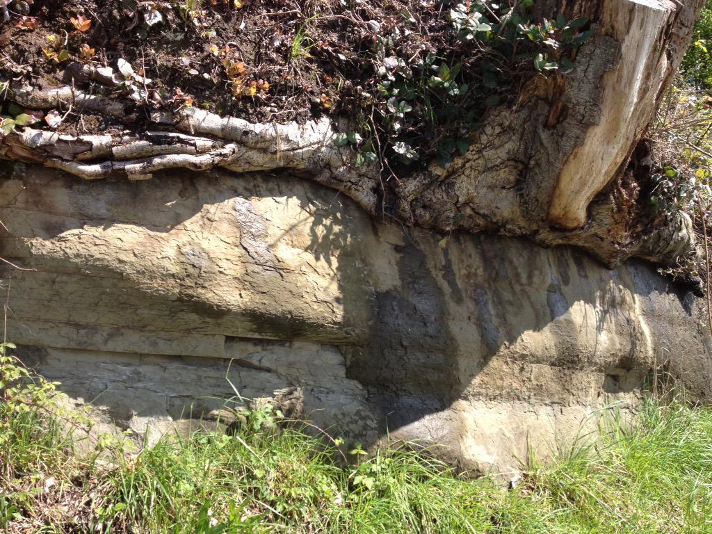 mrsjbecker's tweet image. @abd4lw Found some beautiful plants in Vancouver today! #stanleypark #gr4science