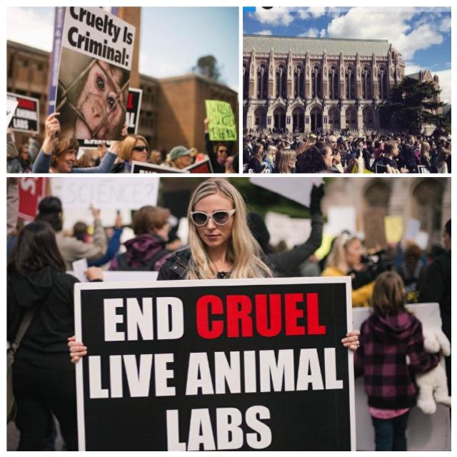 TabithaBastien's tweet photo. Hundreds came out to protest the new UW animal lab today. What a great turnout!  #animalliberation #nonewanimallab http://t.co/4hkSaSLLl8