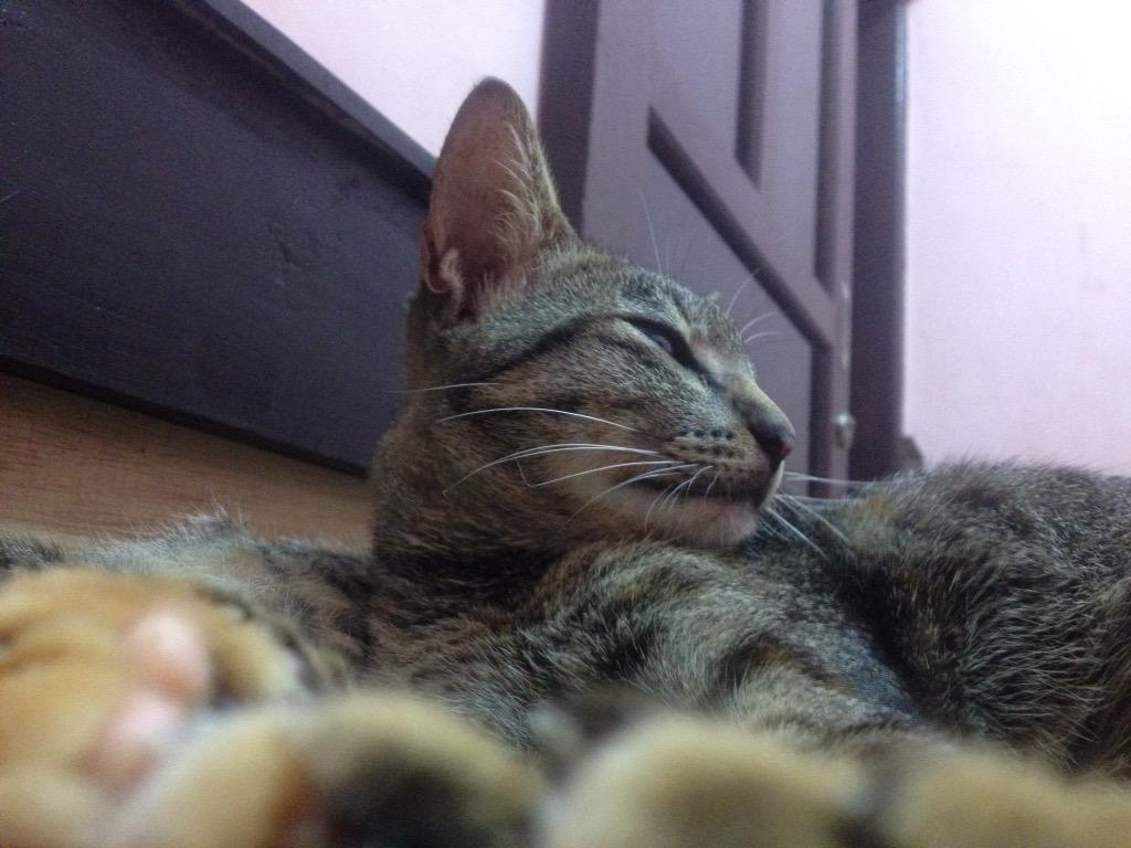 yatanaputra46's tweet photo. Model masa kni http://t.co/PzVfQR67lg