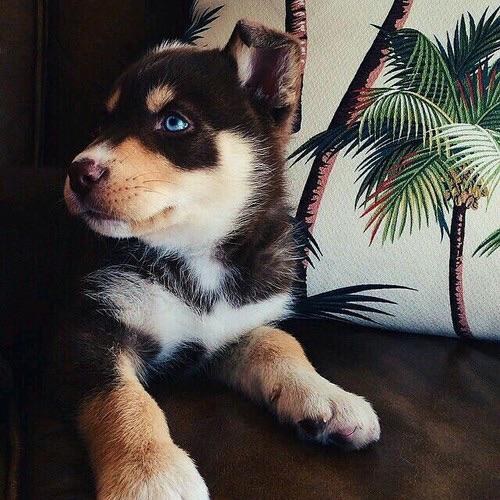 9GAG's tweet photo. Most beautiful dog ever! http://t.co/KKCgNTteA9