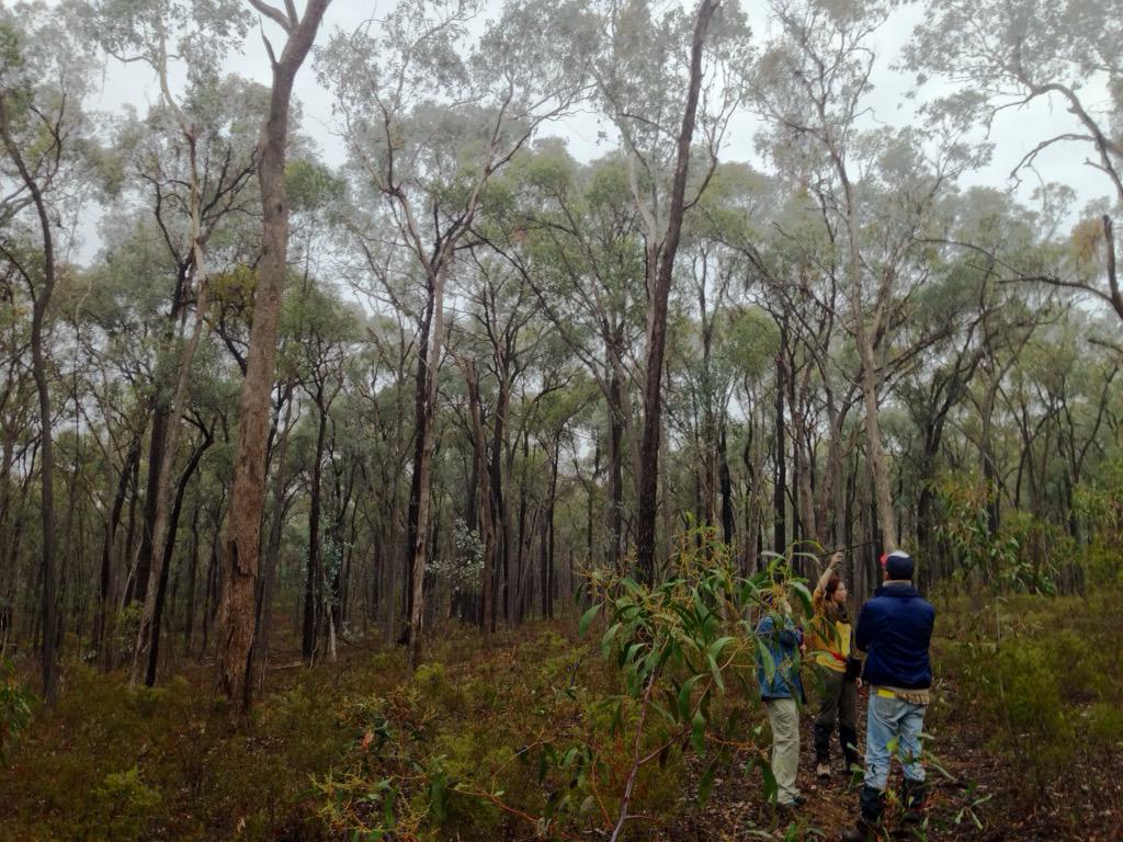hihinews's tweet photo. @gemltaylor tracking Regent honeyeaters reintroduced at Chiltern, Australia @ZSLScience @London_NERC_DTP http://t.co/8wnzVSclQQ