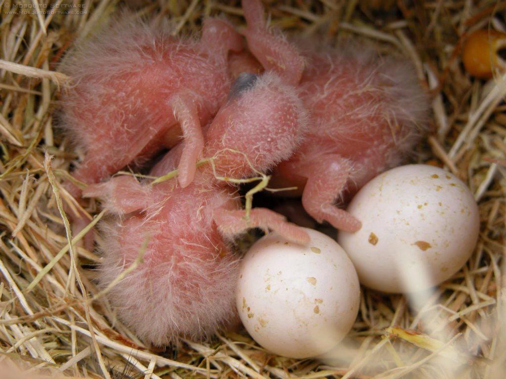 mono_zed's tweet photo. Love Bird http://t.co/Zt2liJfhuc