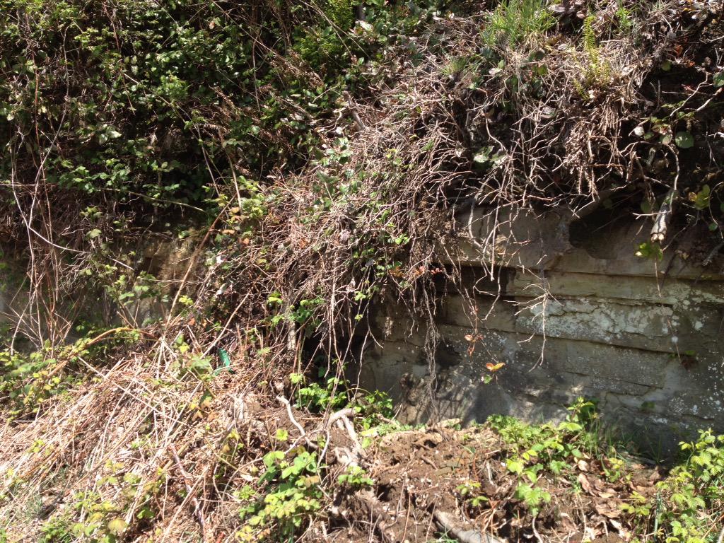 mrsjbecker's tweet image. @abd4lw Found some beautiful plants in Vancouver today! #stanleypark #gr4science