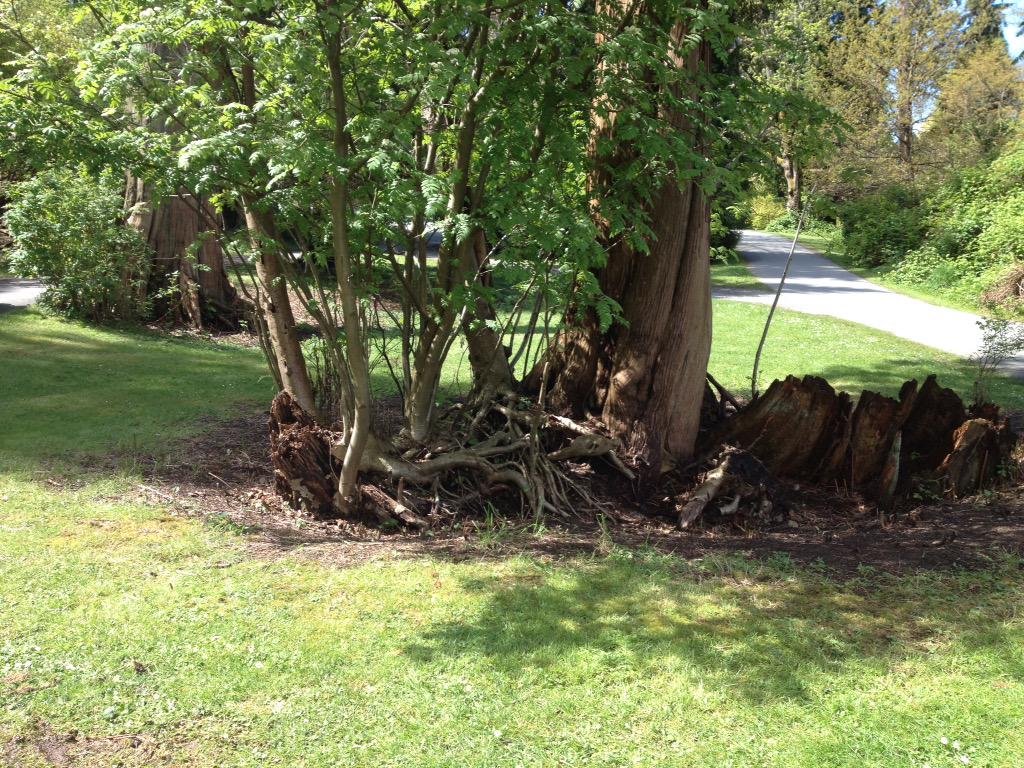 mrsjbecker's tweet image. @abd4lw Found some beautiful plants in Vancouver today! #stanleypark #gr4science