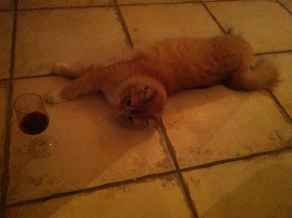 Lady_Lawr's tweet photo. My cat partied hard last night 🍷😽 http://t.co/NHqeURPNhJ