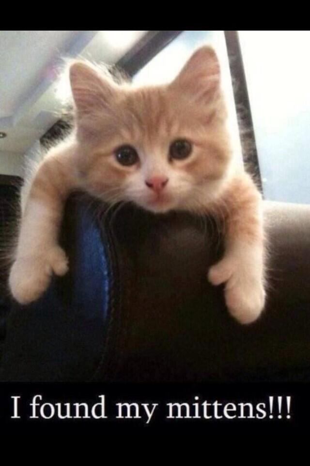 We3kitties_JKM's tweet photo. โ@marblesays: Who loves kittens w/thumbs? #polydactyls RT @QueenStella_88 http://t.co/VxdzjYhS4dโ awwww we does๐พ