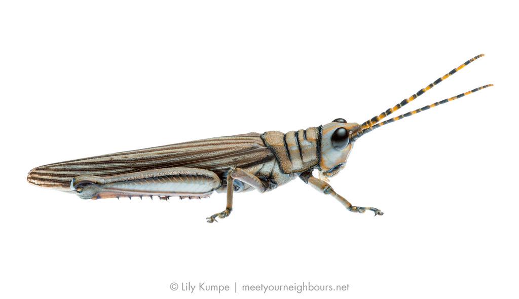 Lily_Kumpe's tweet photo. Sad fact: Genus Novum 82, sp. 1 won't be described unless someone takes up the study of Aussie grasshoppers. http://t.co/Nixkm2MPtB
