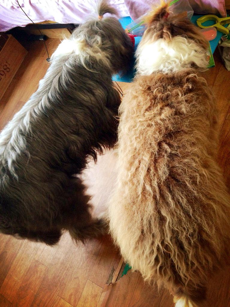 여행한달갔다와서 달링 엄정 컸어요!!!
등치크지만 이제야 8게월 강아지 ㅋㅋㅋ