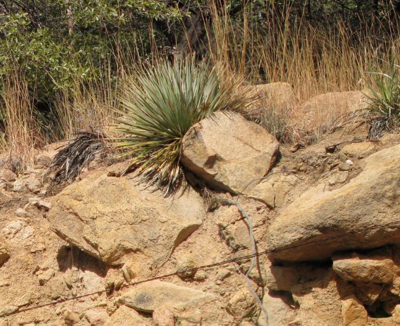 rschott's tweet photo. #SundayUnconformity Nonconformity (fanglomate atop schist) exposed in roadcut near Bisbee, AZ http://t.co/gZ6P91fTC6 http://t.co/QsZT51BoYu
