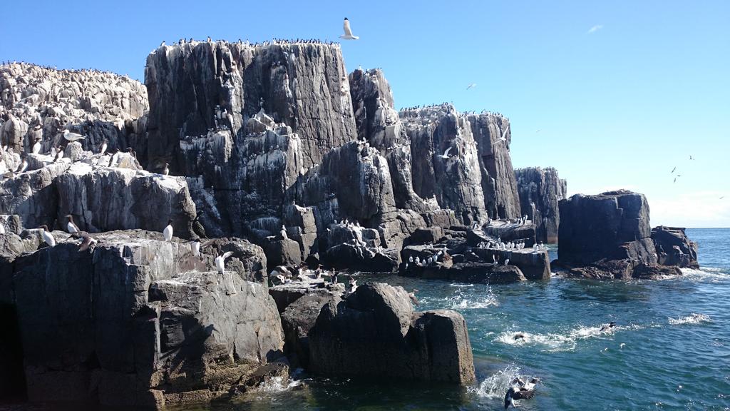 farnesdiving's tweet photo. Seabirds are now settled on the cliffs as the nesting season begins here at the Farne Islands. http://t.co/cwKu5MA8em