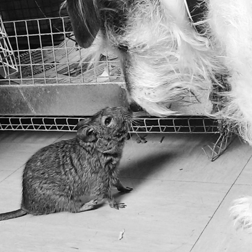 VandVArts's tweet photo. And so the love story began.... #Dog and #Degus #animalplanet #animallove #animals #Pets #petsplay #bbc #PetWorldTYD http://t.co/FMbEMha0La