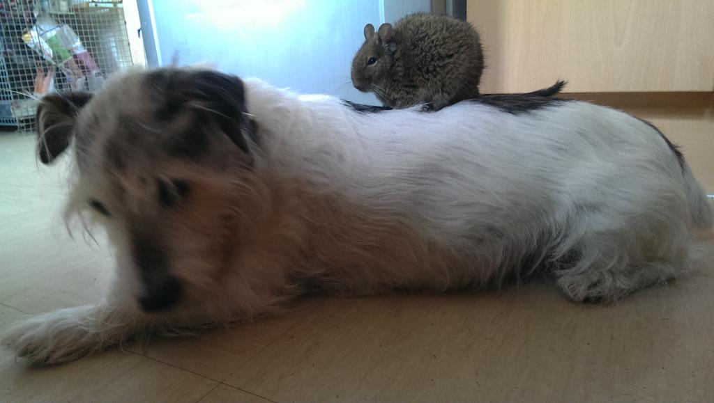 VandVArts's tweet photo. And so the love story began.... #Dog and #Degus #animalplanet #animallove #animals #Pets #petsplay #bbc #PetWorldTYD http://t.co/FMbEMha0La