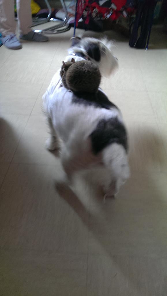 VandVArts's tweet photo. And so the love story began.... #Dog and #Degus #animalplanet #animallove #animals #Pets #petsplay #bbc #PetWorldTYD http://t.co/FMbEMha0La