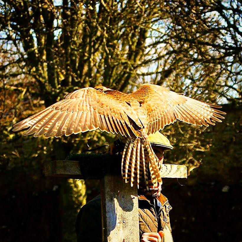 seanpercival's tweet photo. @Dunrobin_Castle not sure if he has his own page but snapped a few photos on my last visit. Enjoy http://t.co/HTWpbFPVC5