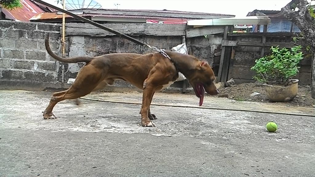 tomss12's tweet photo. Tom's simba http://t.co/ioV2Xgh5ur