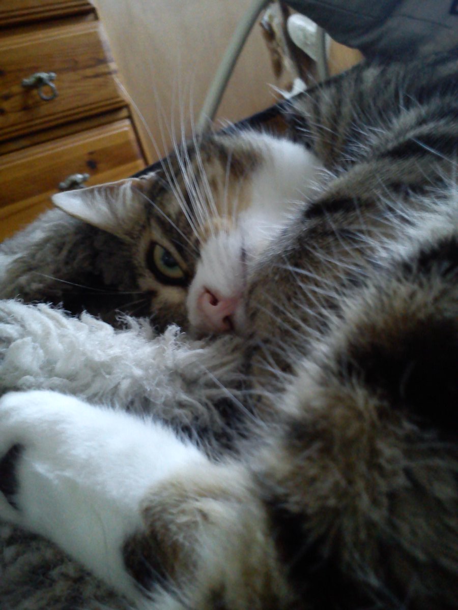 lost_otto's tweet photo. Still looking for our boy Otto in Welwyn Garden City. Hope we find him soon! http://t.co/eJXWGOLvbe