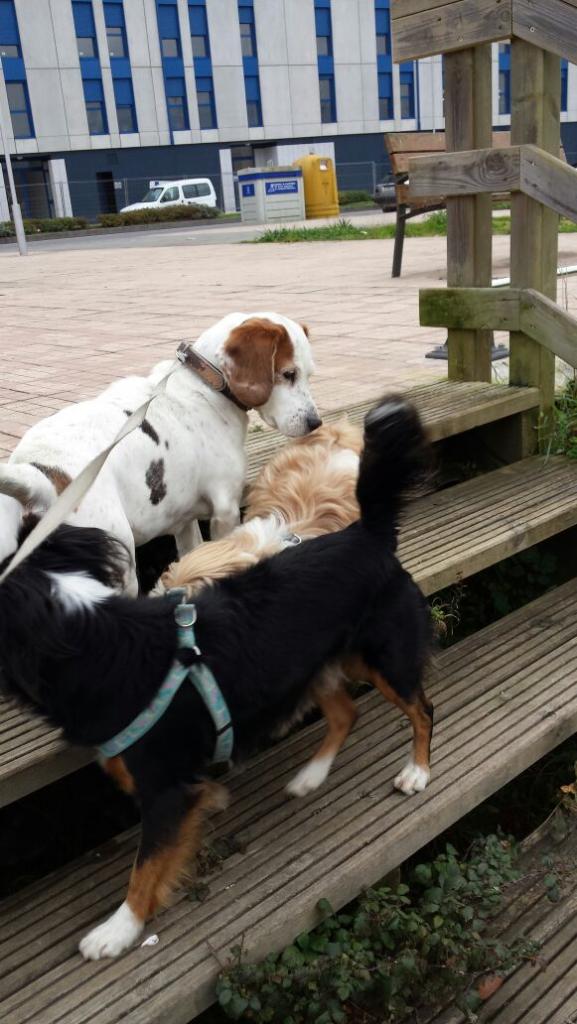 afercil's tweet image. 