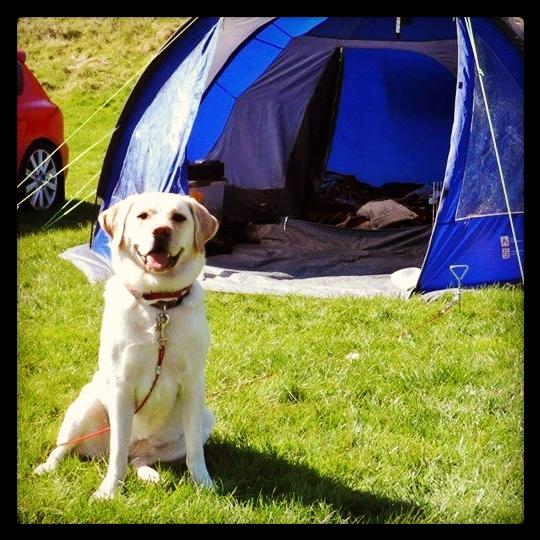 Eva_the_Lab's tweet photo. Mum and Dad took me camping last weekend! I had a great time #camping #Labrador #spring http://t.co/tSvk1QpNPw