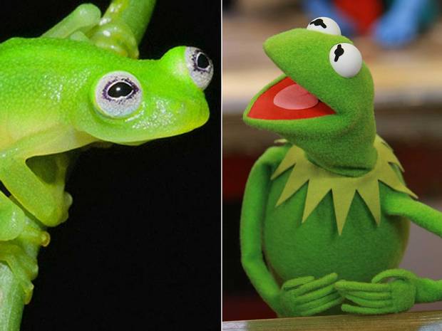 Independent's tweet photo. Kermit has made a candid confession about the new frog that looks just like him  http://t.co/eZFTxzJD5W http://t.co/sNBeoLAOIF